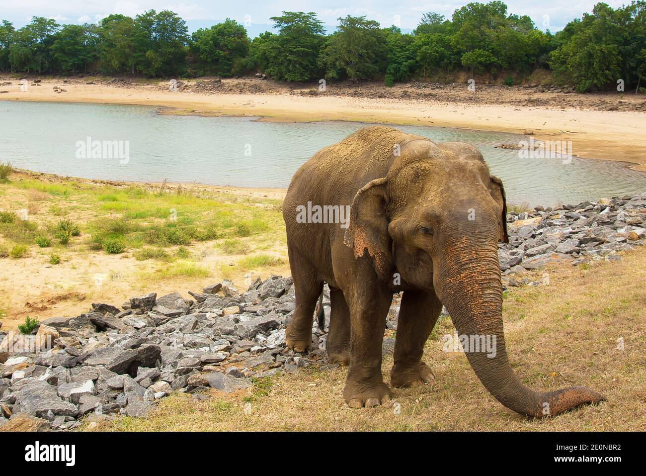 An elephant walking in the grasslands of Sri Lanka Stock Photo