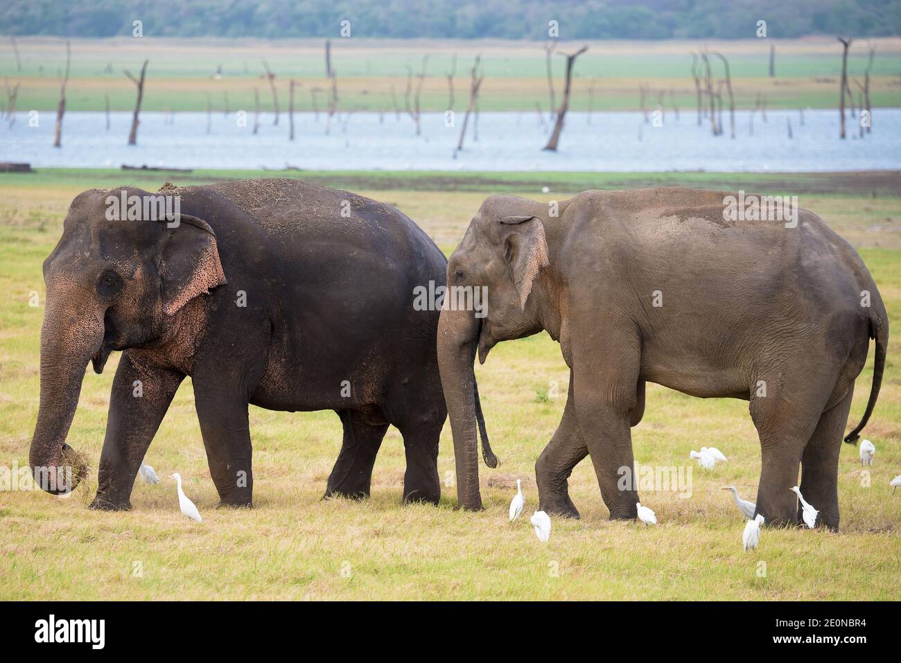 Elephants walking in the grasslands of Sri Lanka Stock Photo