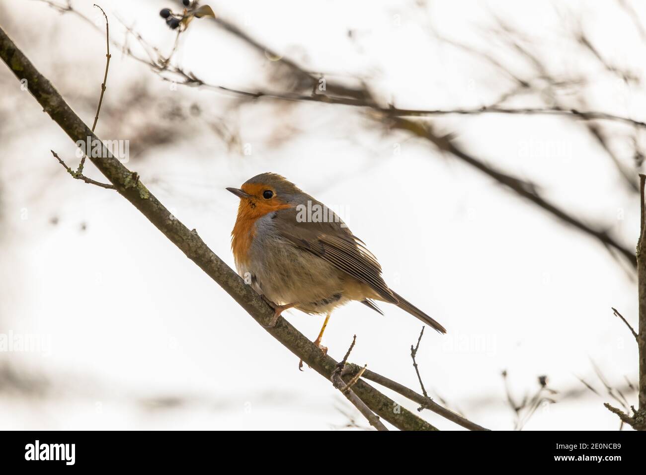 Rouge Gorge High Resolution Stock Photography And Images Alamy