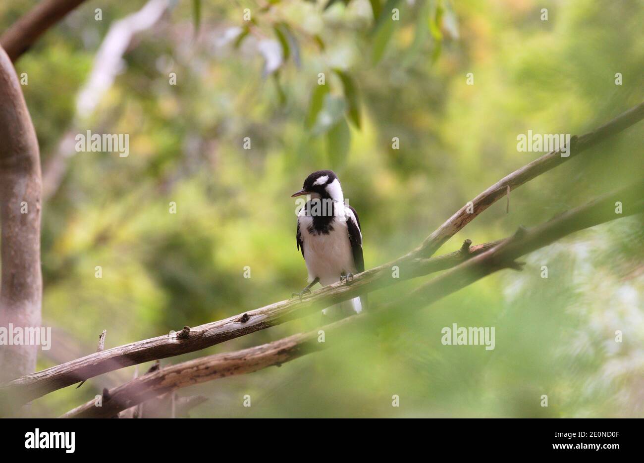 Australian magpie lark on  a branch Stock Photo