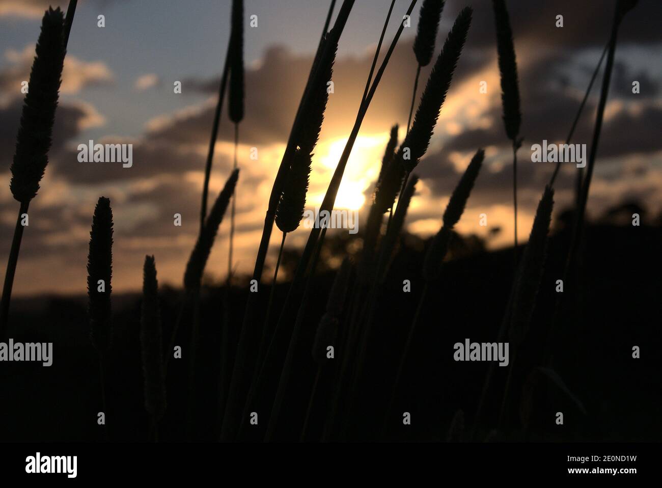 These are photos taken from New Zealand, Dargaville as I took an evening walk with the sunset at my side. Stock Photo