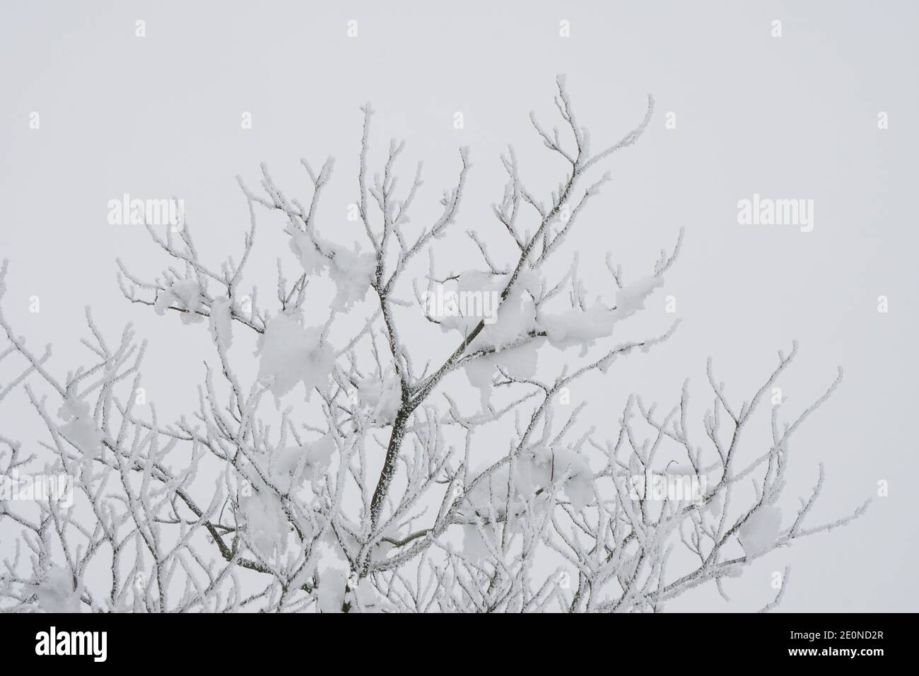 Mortara -12/29/2020: tree branches covered with snow Stock Photo