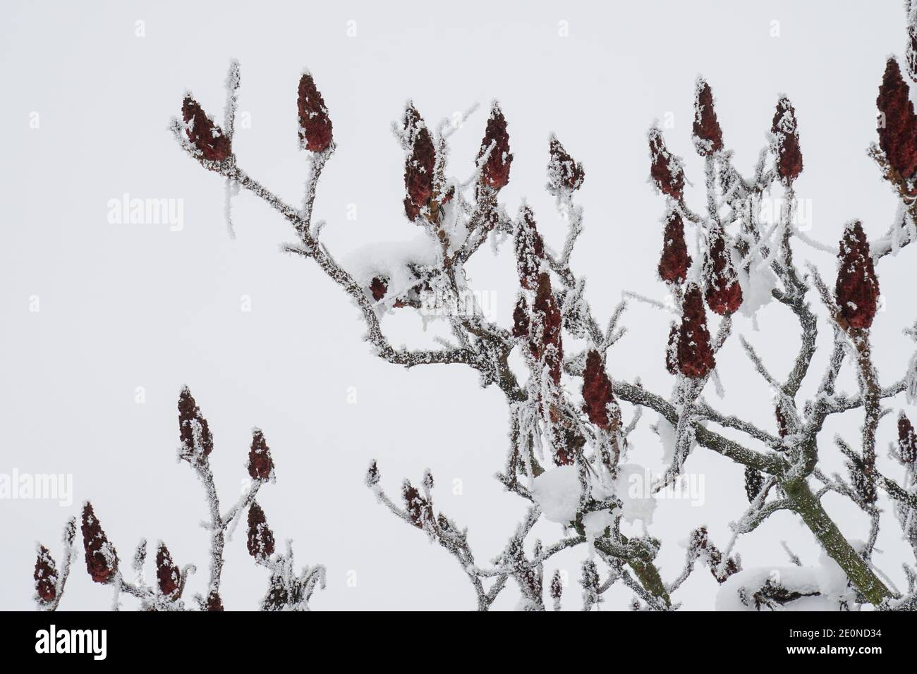 Mortara -12/29/2020: tree branches with buds covered with snow Stock Photo