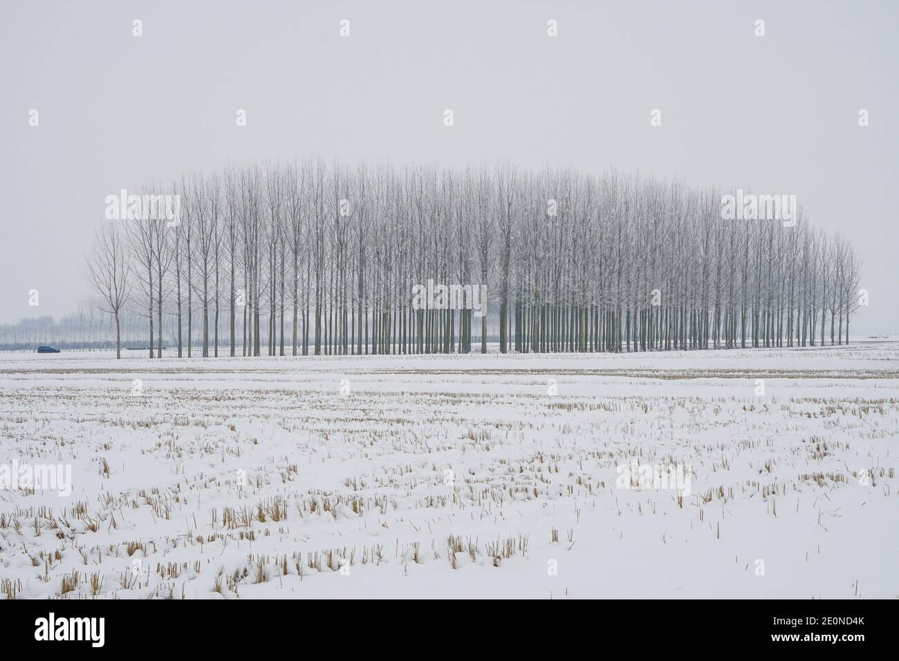 Mortara -12/29/2020: poplar tree with snow with a car passing by in winter landscape Stock Photo