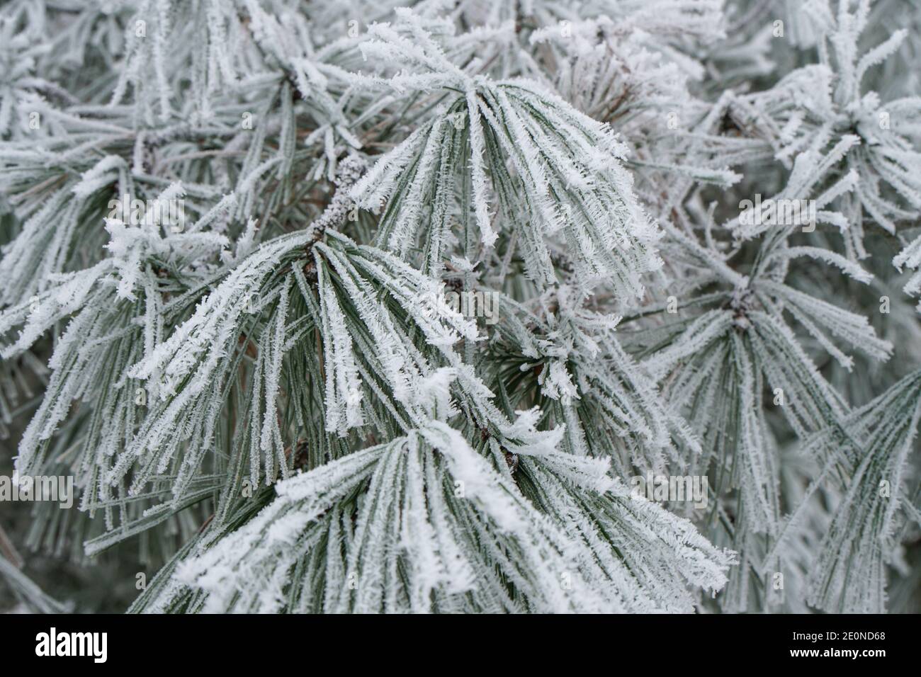 Mortara -12/29/2020: tree pine branches covered with snow Stock Photo