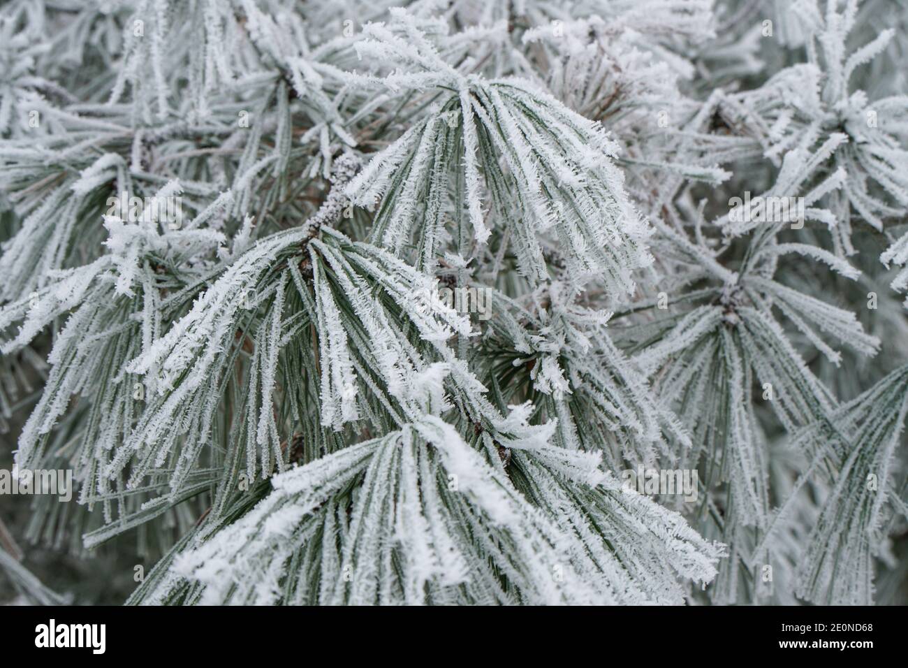 pine needles with pine cone covered in frost and snow Stock Photo - Alamy