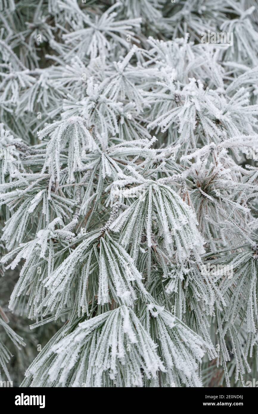 pine needles with pine cone covered in frost and snow Stock Photo - Alamy