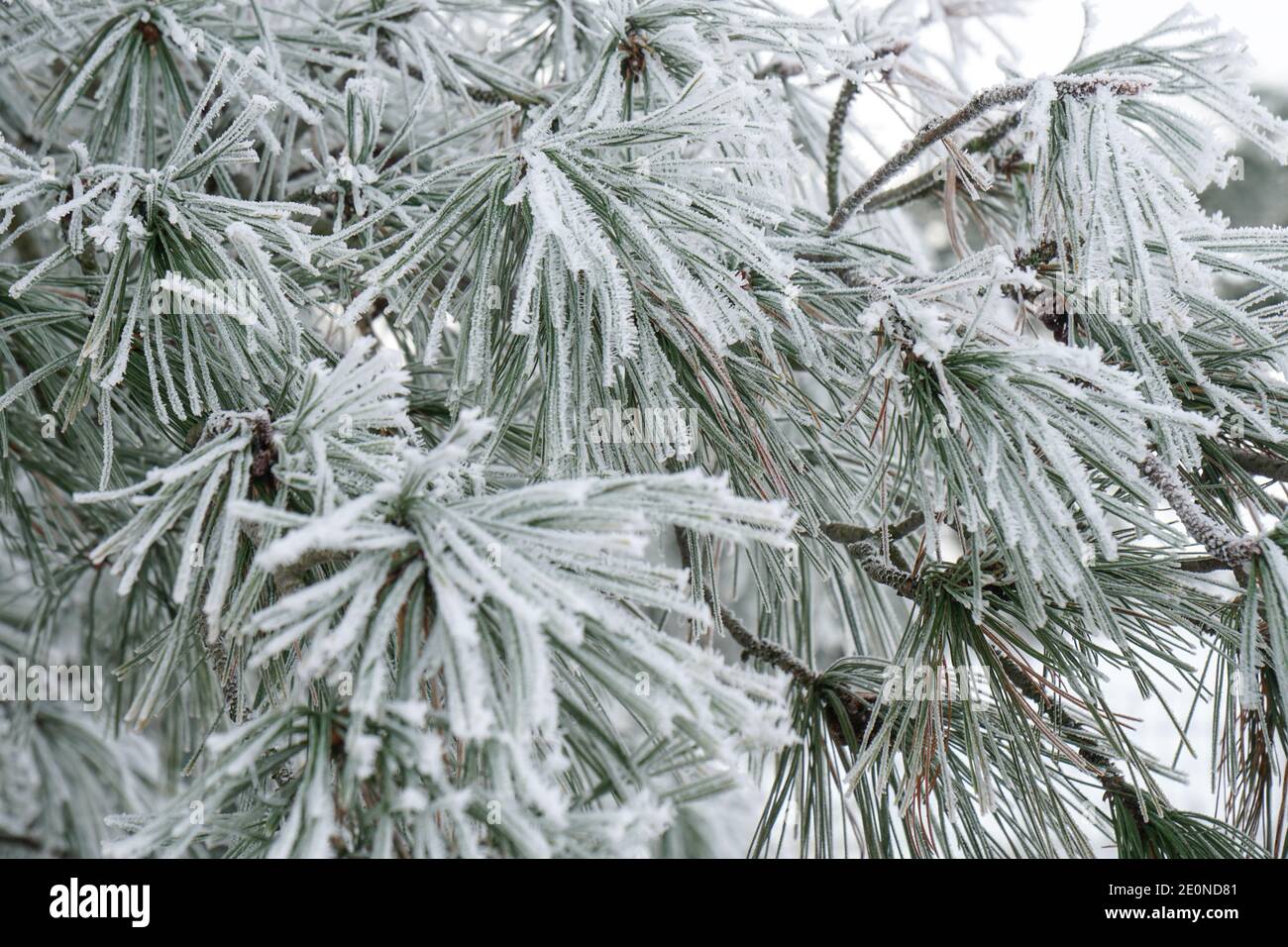 pine needles with pine cone covered in frost and snow Stock Photo - Alamy
