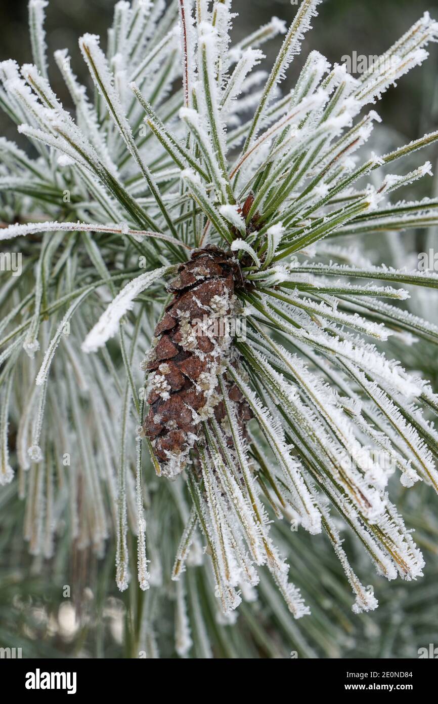 Mortara -12/29/2020: tree pine branches with pine covered with snow Stock Photo