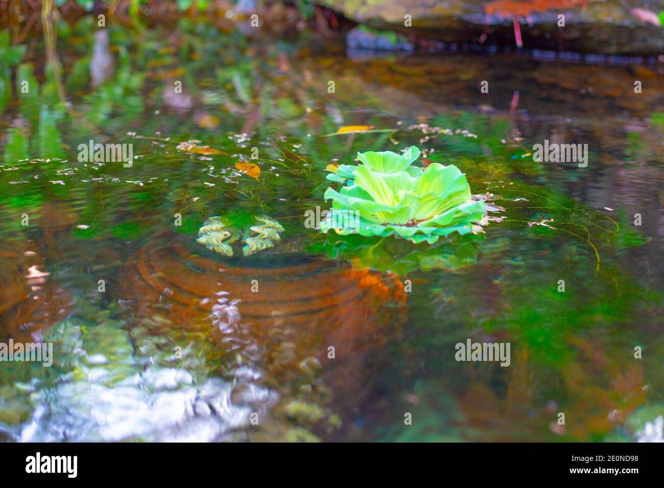 Green water lettuce in the pond. Landscaping and garden decor. A beautiful green plant. Stock Photo