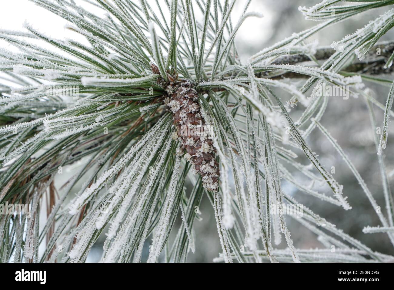 pine needles with pine cone covered in frost and snow Stock Photo - Alamy
