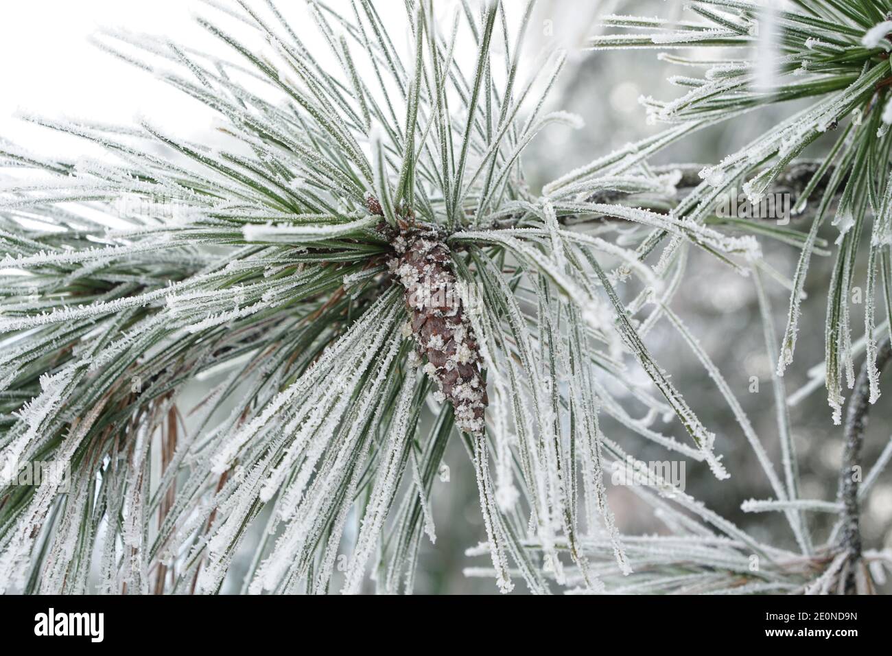 pine needles with pine cone covered in frost and snow Stock Photo - Alamy