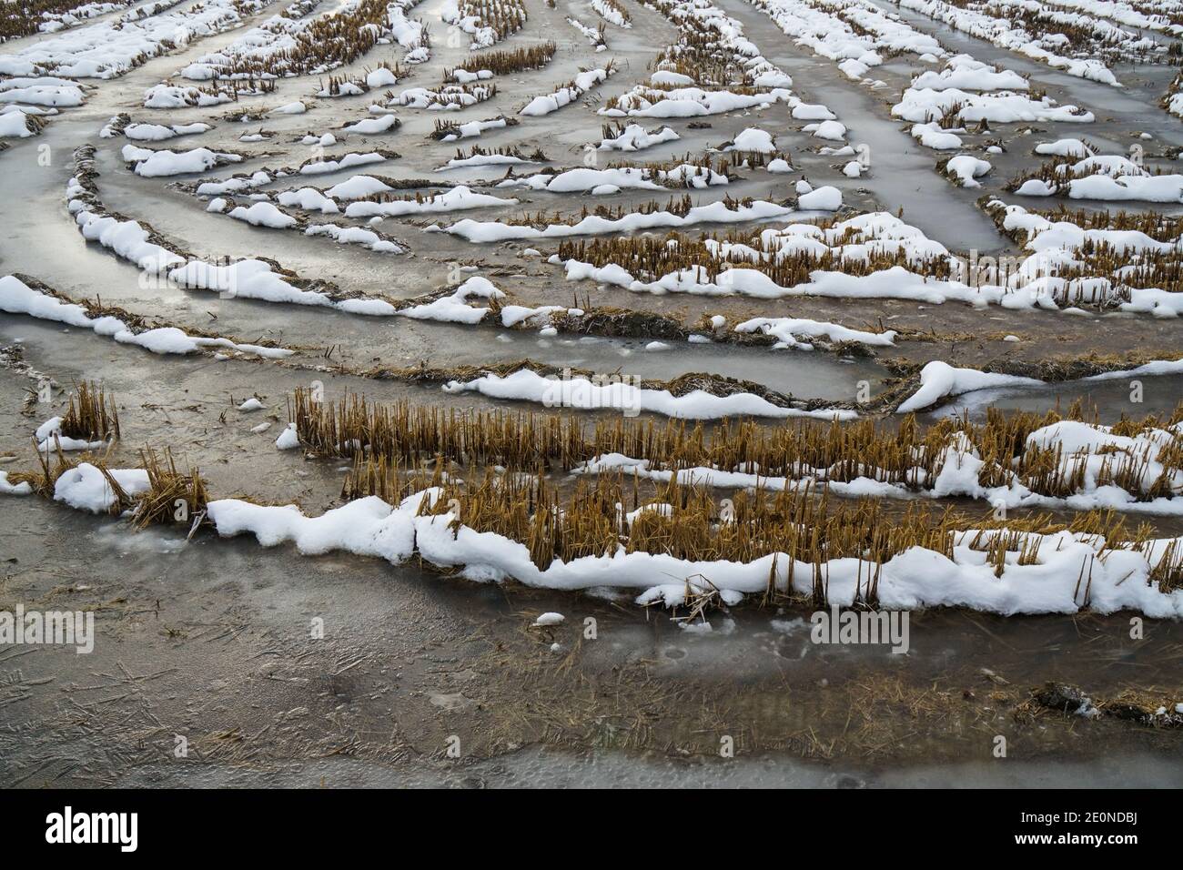 Mortara -12/29/2020: rice field landscape in winter in north italy Stock Photo