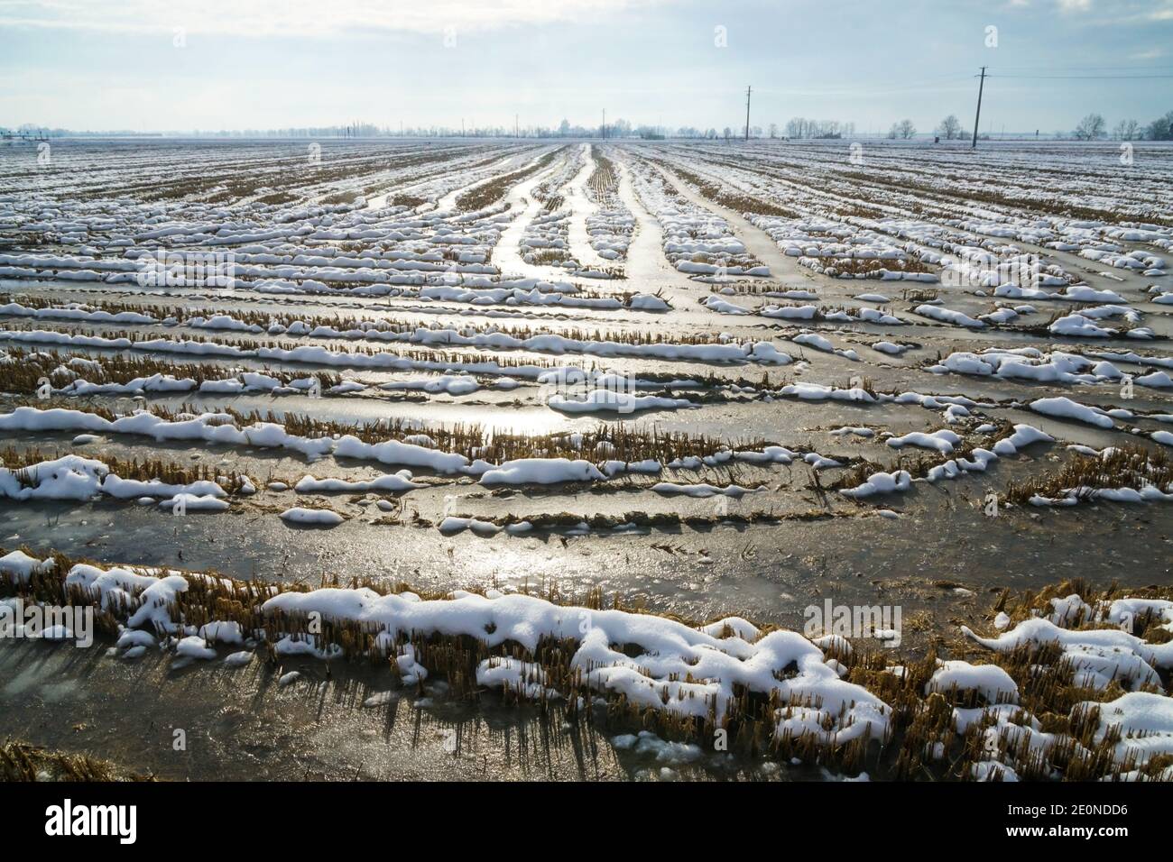 Mortara -12/29/2020: rice field landscape with brigh light in winter in north italy Stock Photo