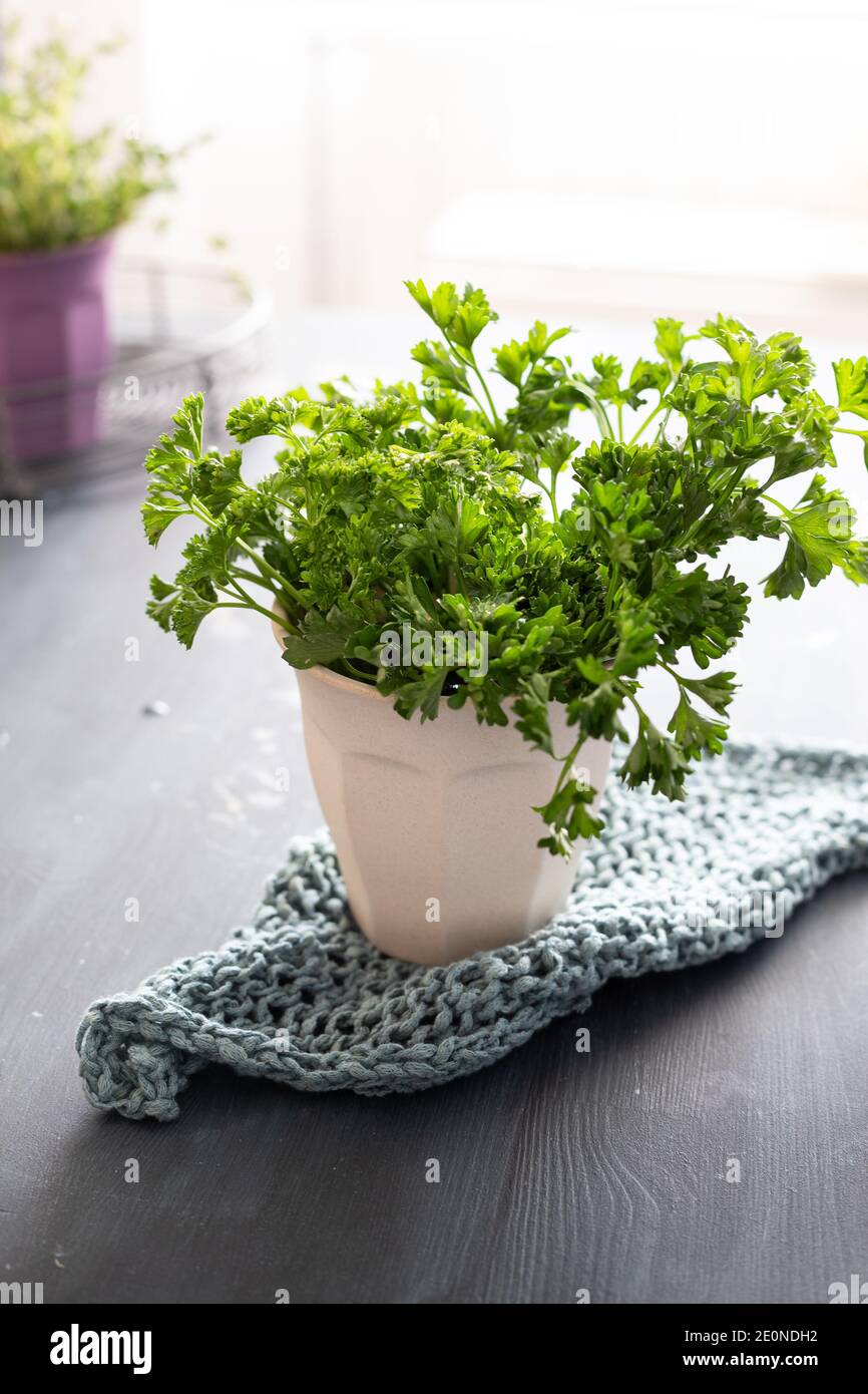 White pot of aromatic parsley on a knit blue cloth. Stock Photo