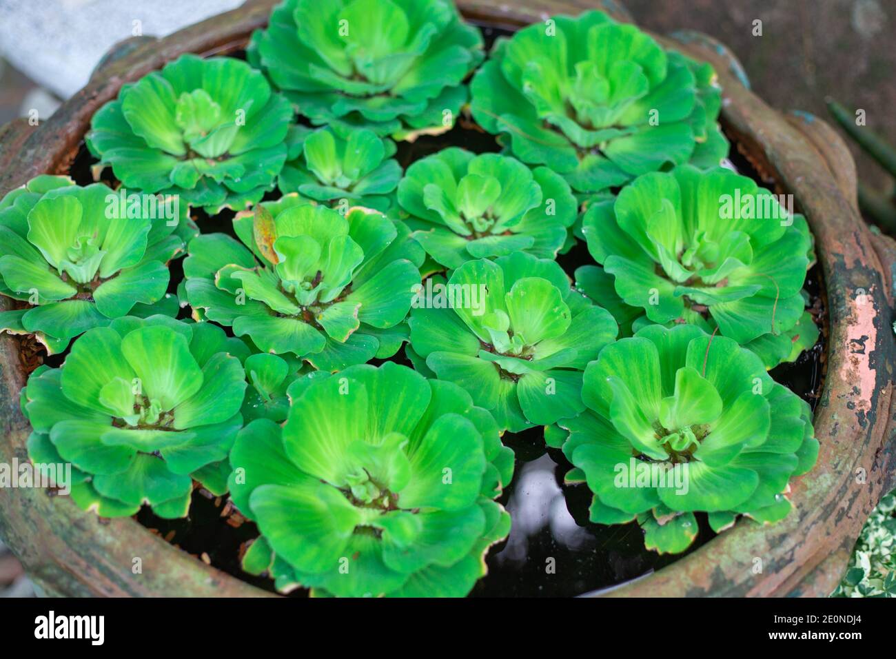 Green water lettuce in water in a vase. Landscaping and garden decor. A beautiful green plant. Stock Photo