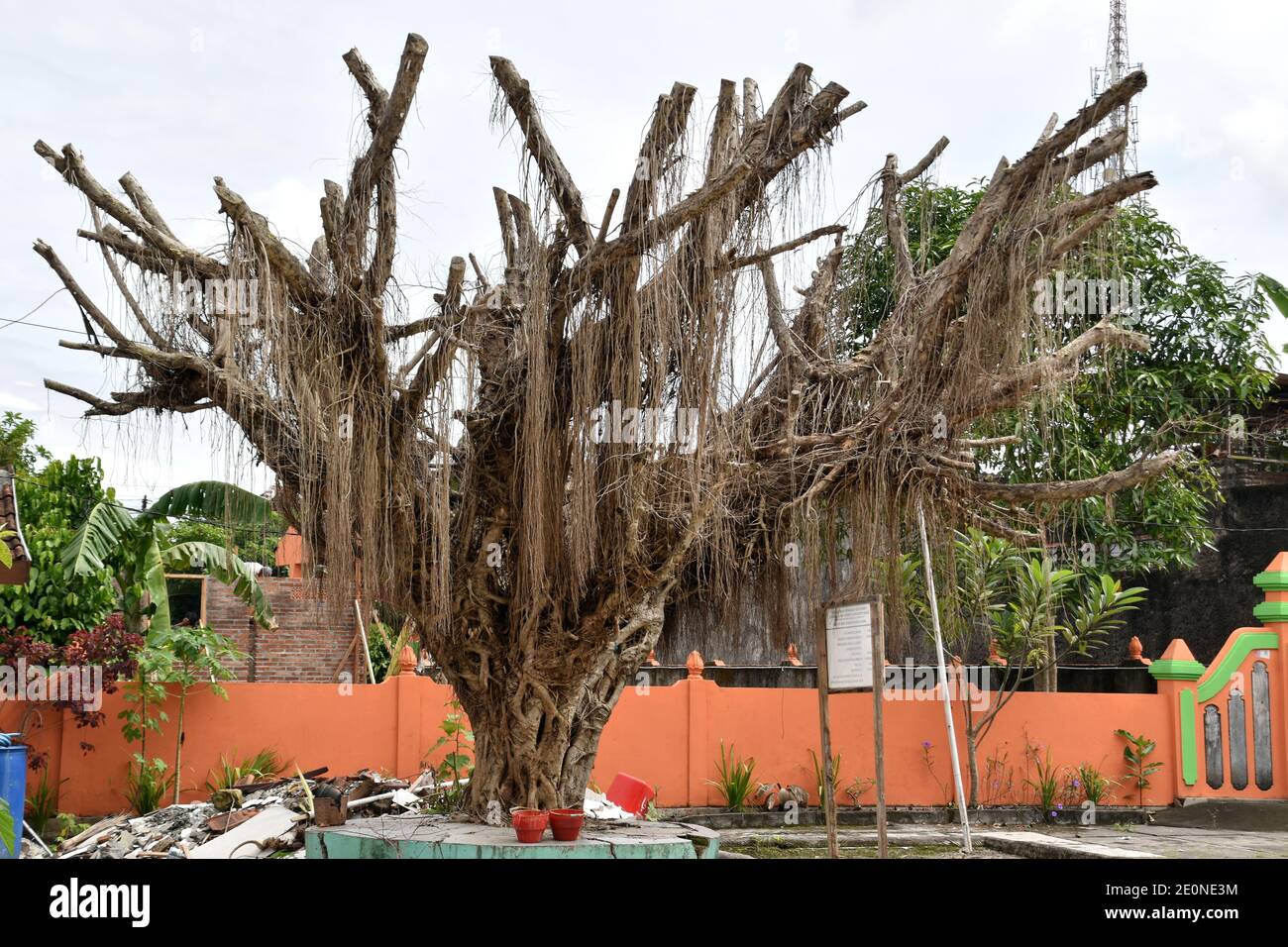 an old and drying banyan tree Stock Photo