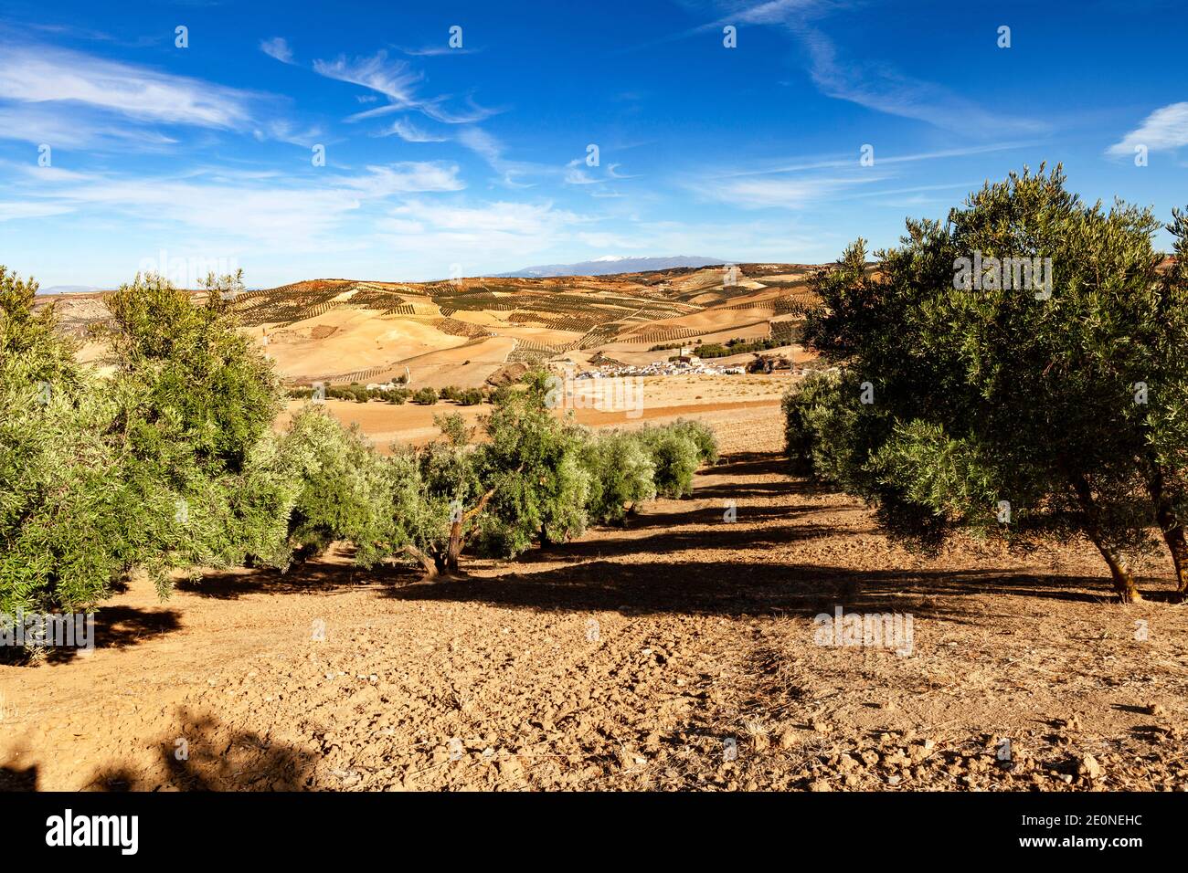 A view through an Olive Grove of Alhama de Granada, an ancient town with Roman and Moorish influences, Province of Granada, Spain Stock Photo