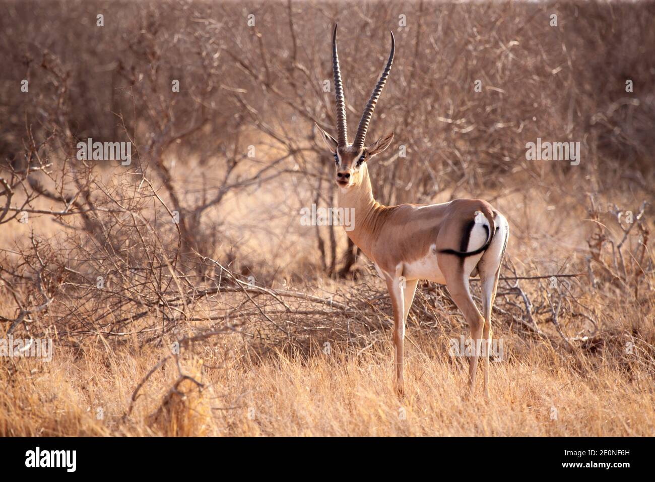 An antelope is standing in the savannah of Kenya. Stock Photo