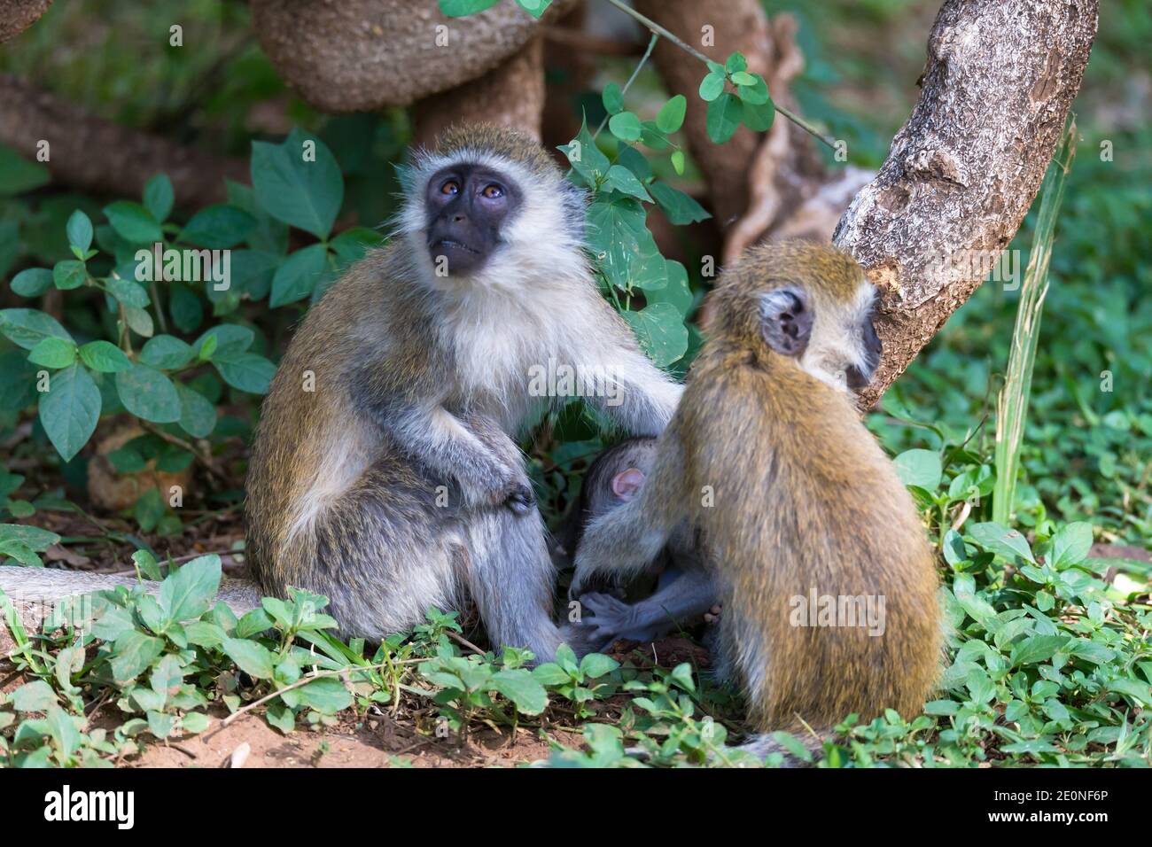 Vervet family with a little baby monkey. Stock Photo
