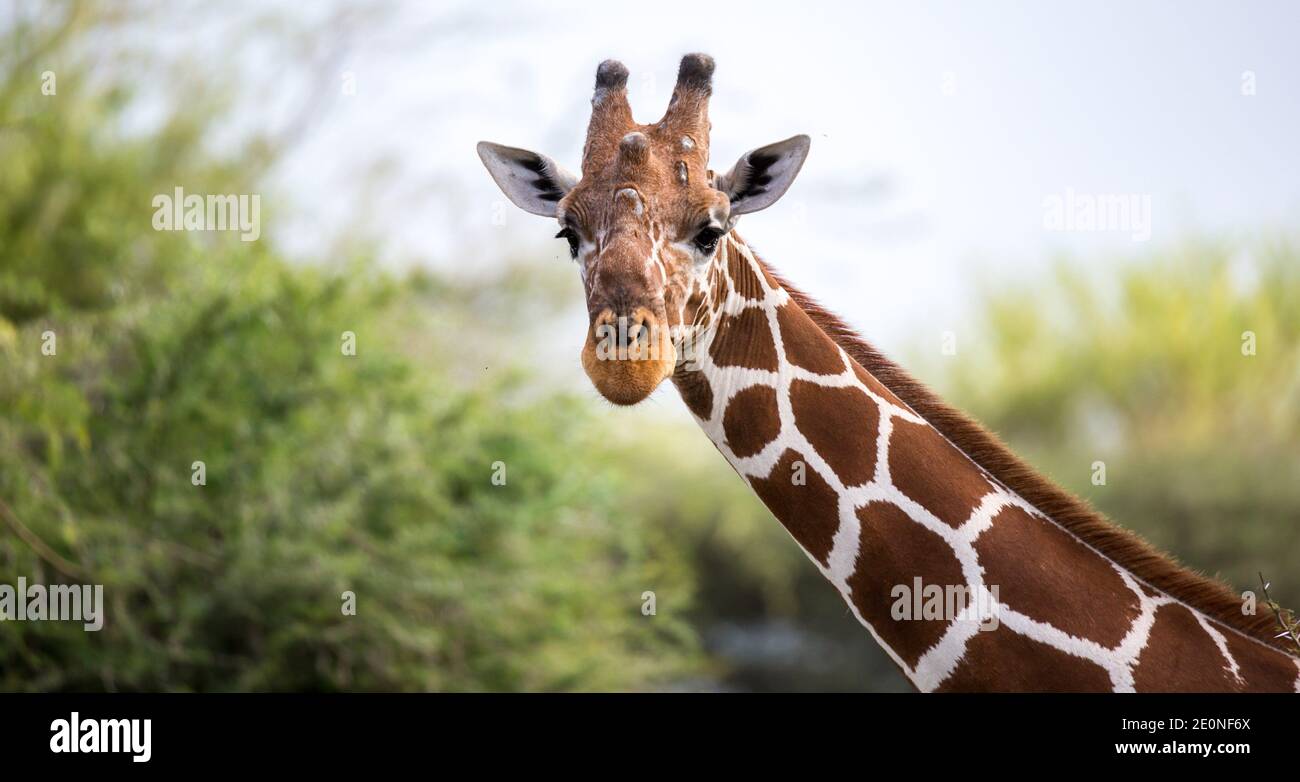 A face of a giraffe in close-up. Stock Photo
