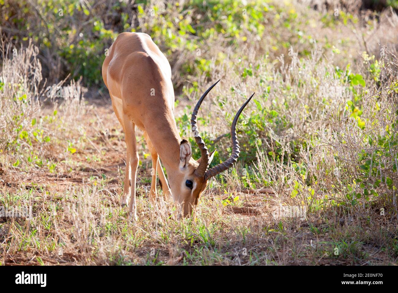 Antelope is eating grass in the scenery of Kenya. Stock Photo