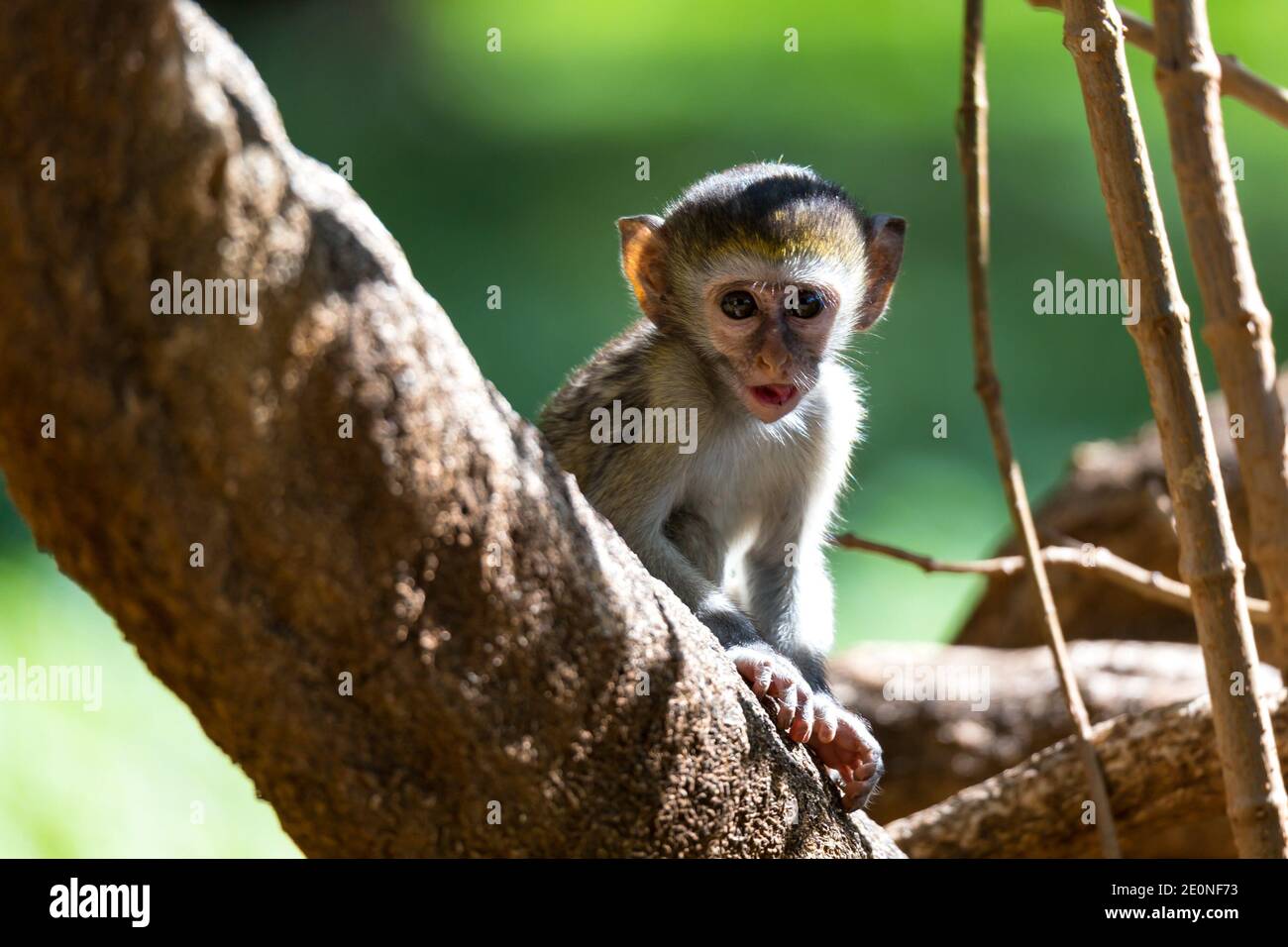 One little monkey sits and looks very curious. Stock Photo