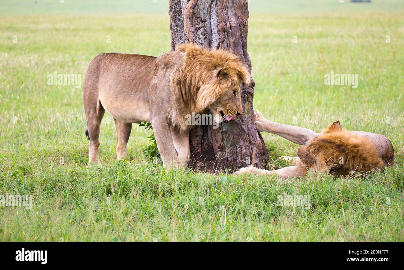 Some big lions show their emotions to each other in the savanna of Kenya. Stock Photo