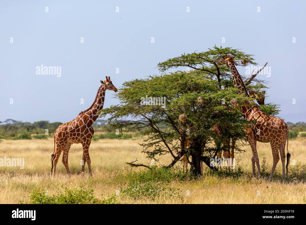 The Somalia giraffes eat the leaves of acacia trees. Stock Photo
