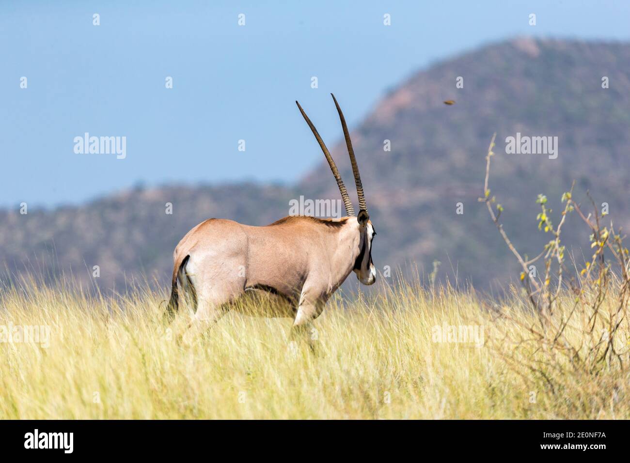 An antelope in the middle of the savannah of Kenya. Stock Photo