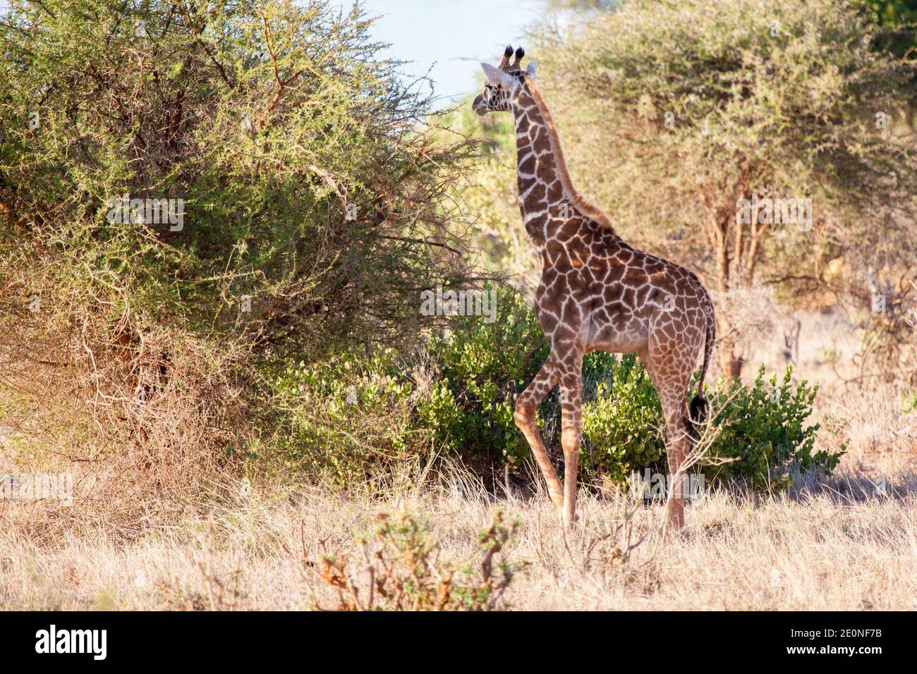 Giraffe is walking through the bush of Kenya. Stock Photo
