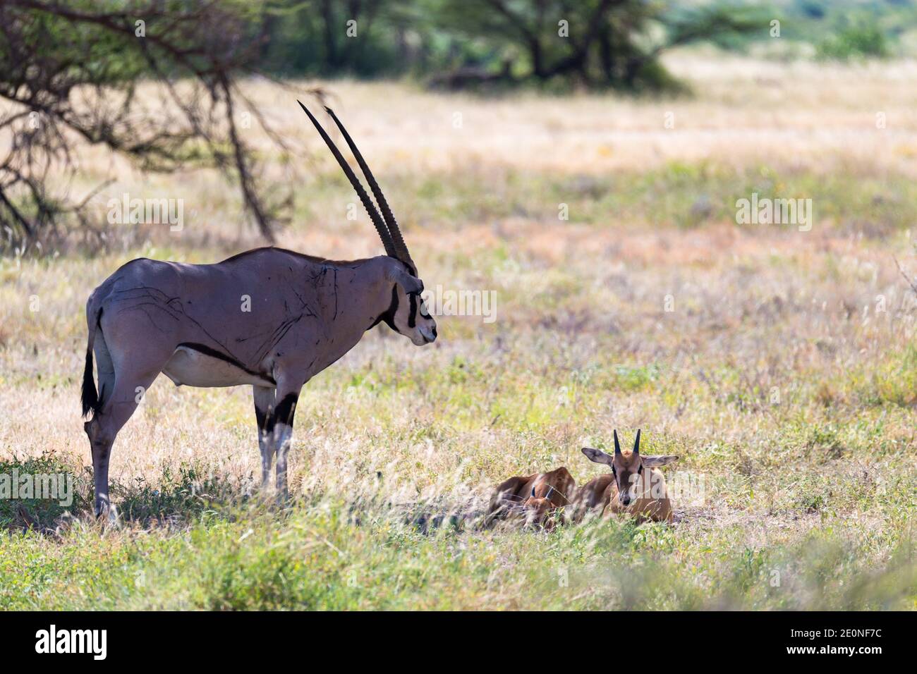 An antelope in the middle of the savannah of Kenya. Stock Photo
