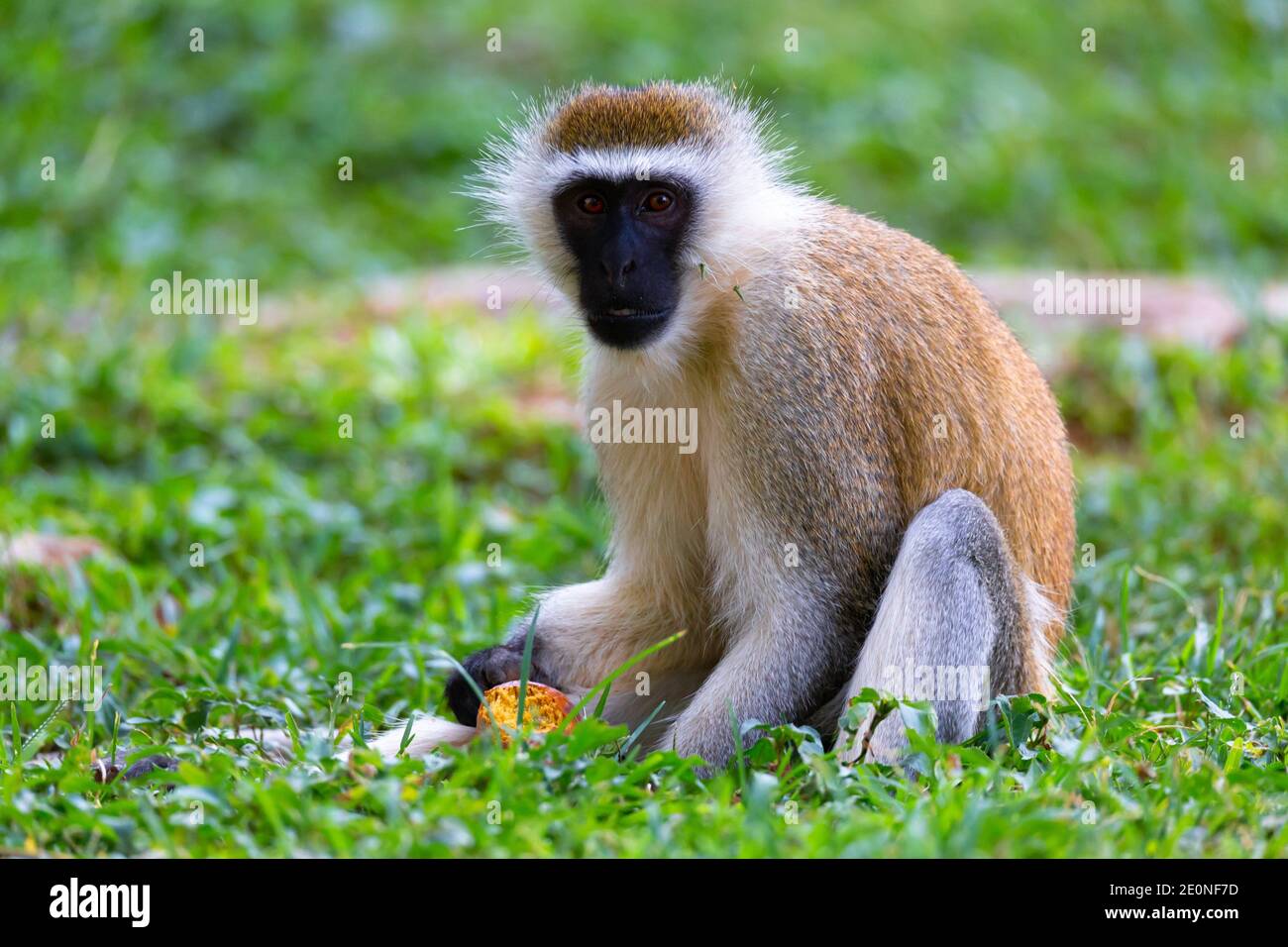 A monkey is doing a fruit meal in the grass. Stock Photo