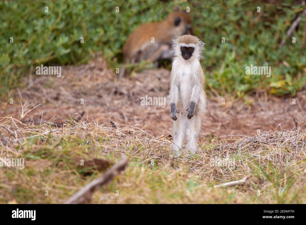 Monkey watching, on safari in Kenya. Stock Photo
