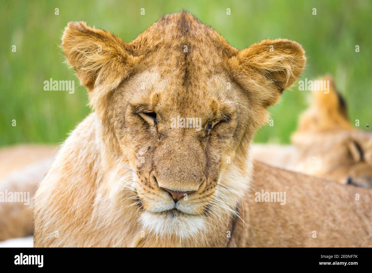 One young lion in close-up, the face of a nearly sleeping lion. Stock Photo