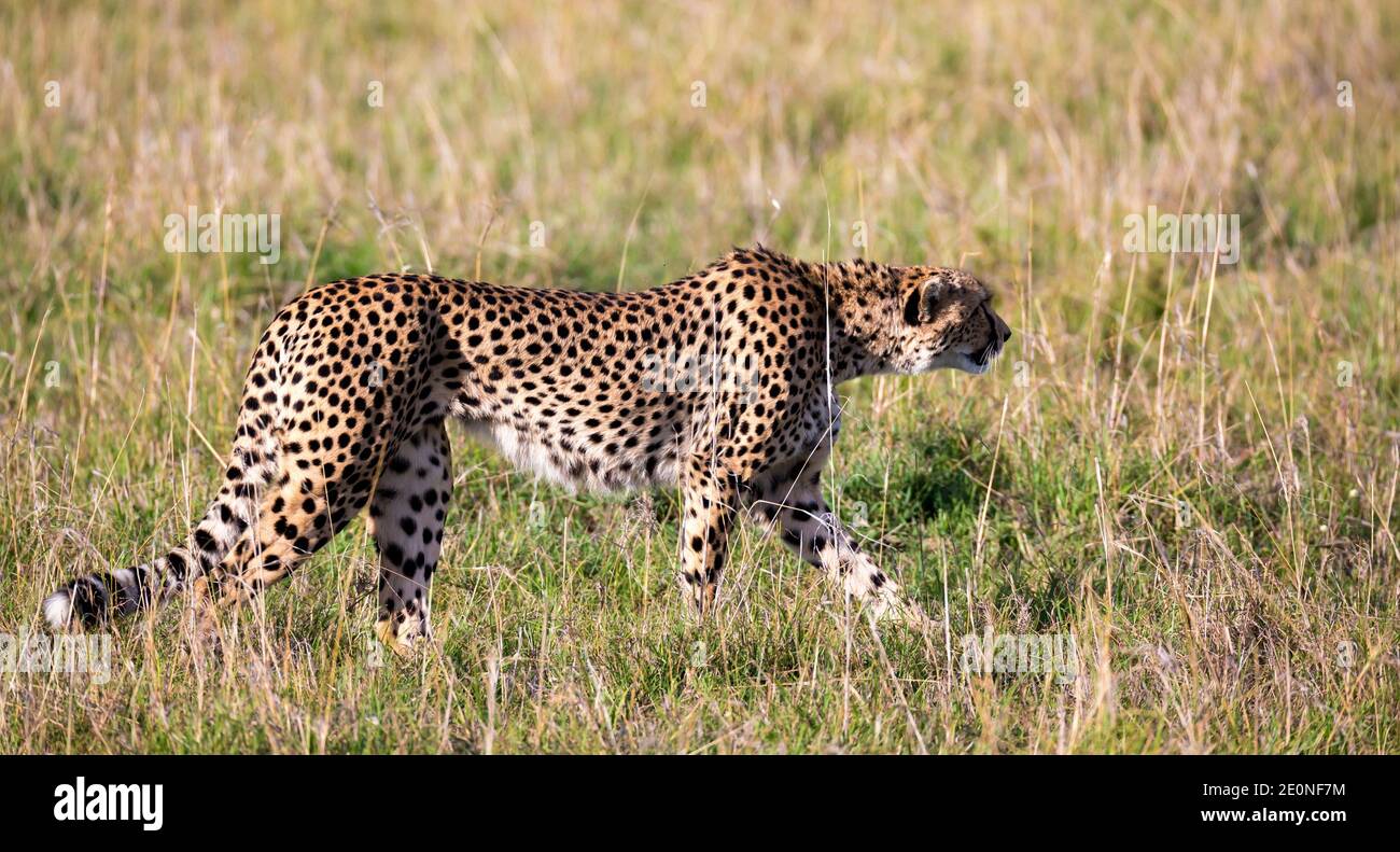 A cheetah walks between grass and bushes in the savannah of Kenya. Stock Photo
