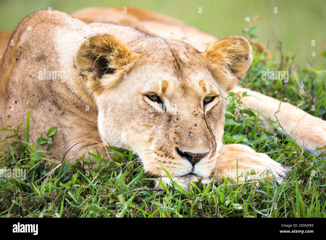 A portrait of a lioness, she lies in the grass in the savannah. Stock Photo