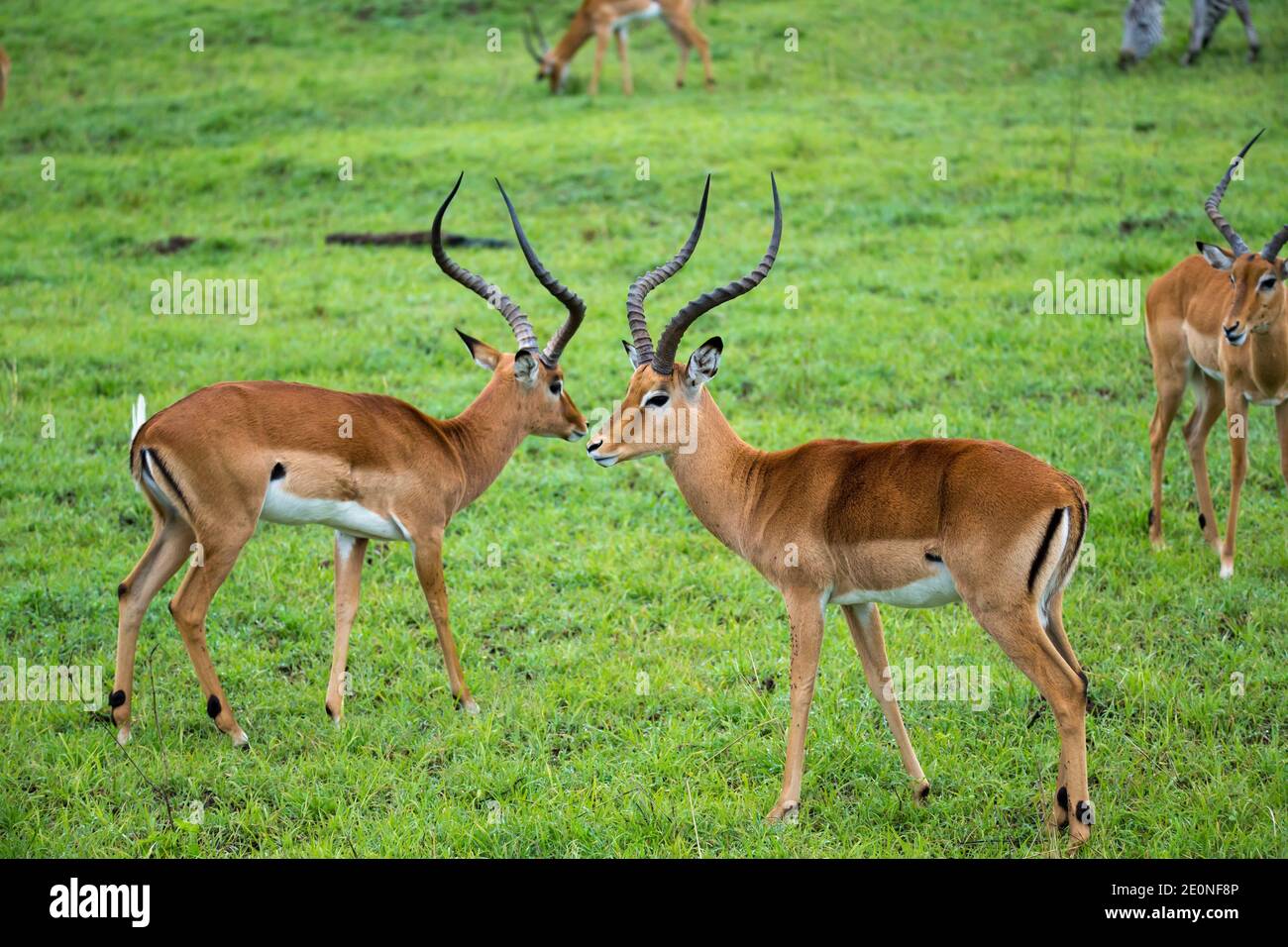 An Impala family on a grass landscape in the Kenyan savannah. Stock Photo