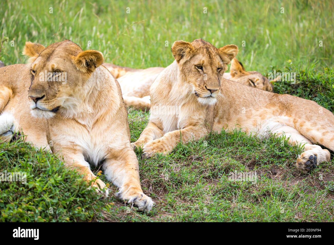 A lion family in the savannah of Kenya. Stock Photo