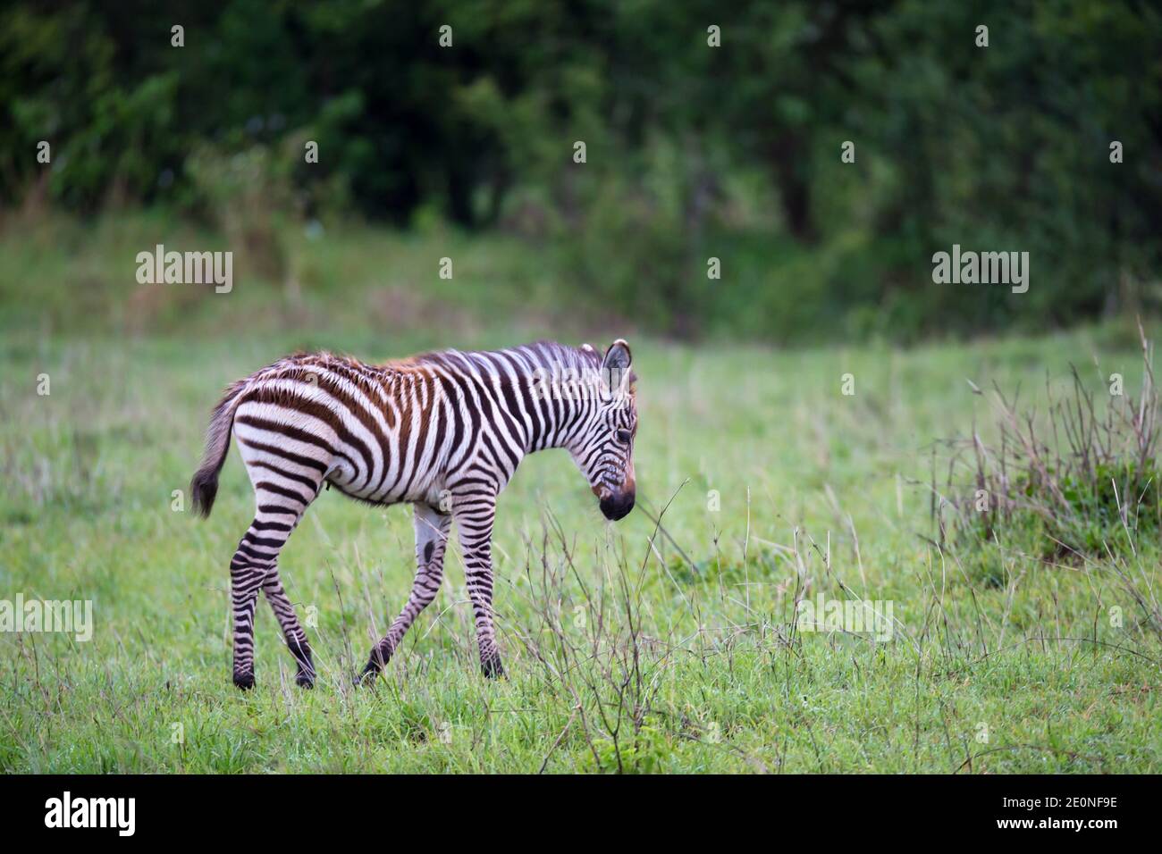 Some Zebras in the middle of the savannah of Kenya. Stock Photo