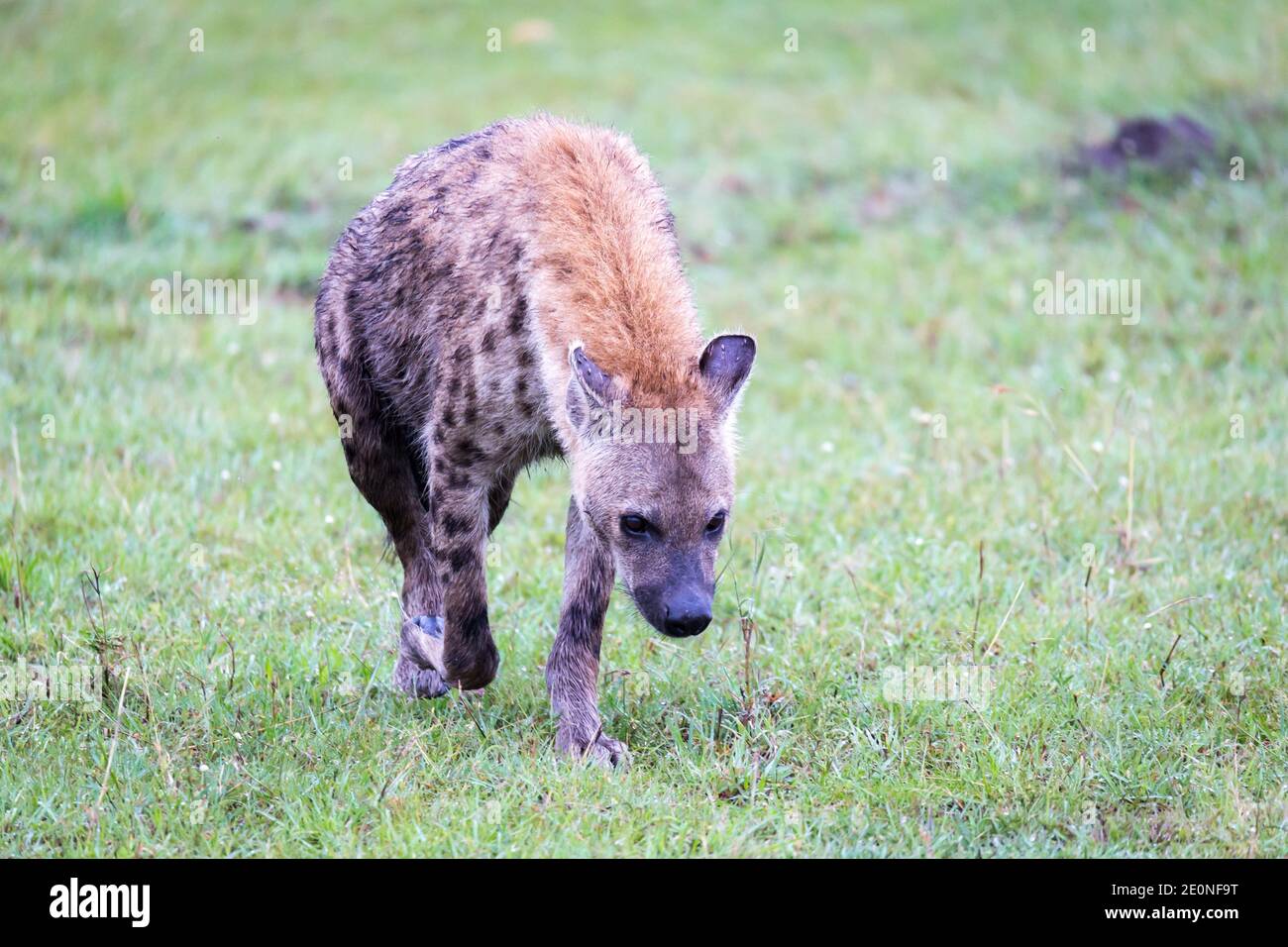 One hyena walks in the savanna in search of food. Stock Photo