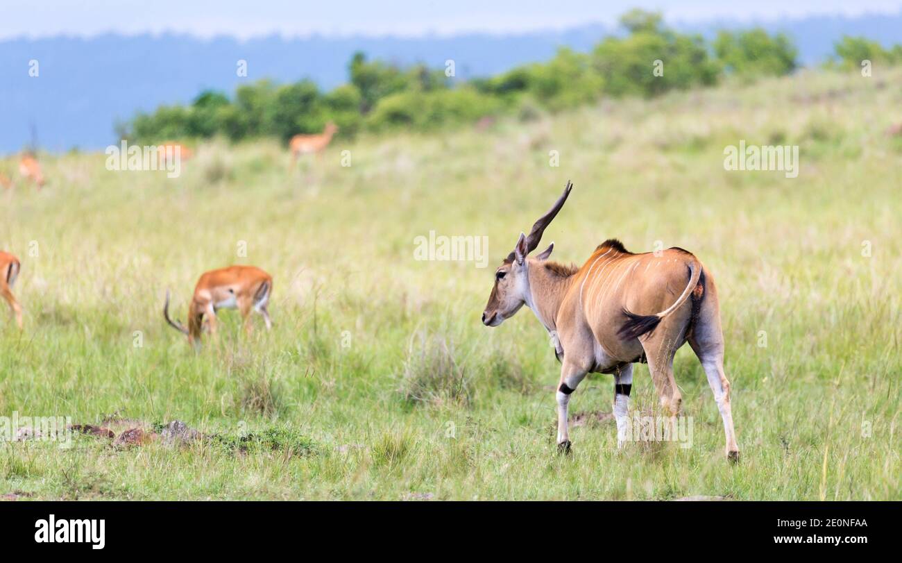 A Elend antilope in the Kenyan savanna between the different plants. Stock Photo