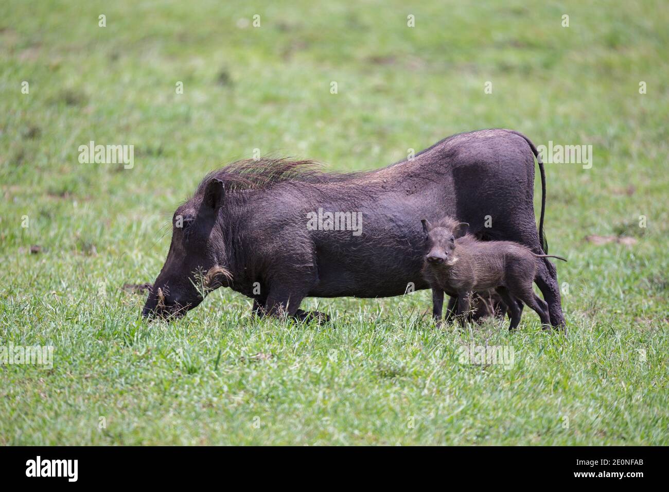 Some Warthogs are grazing in the savannah of Kenya. Stock Photo