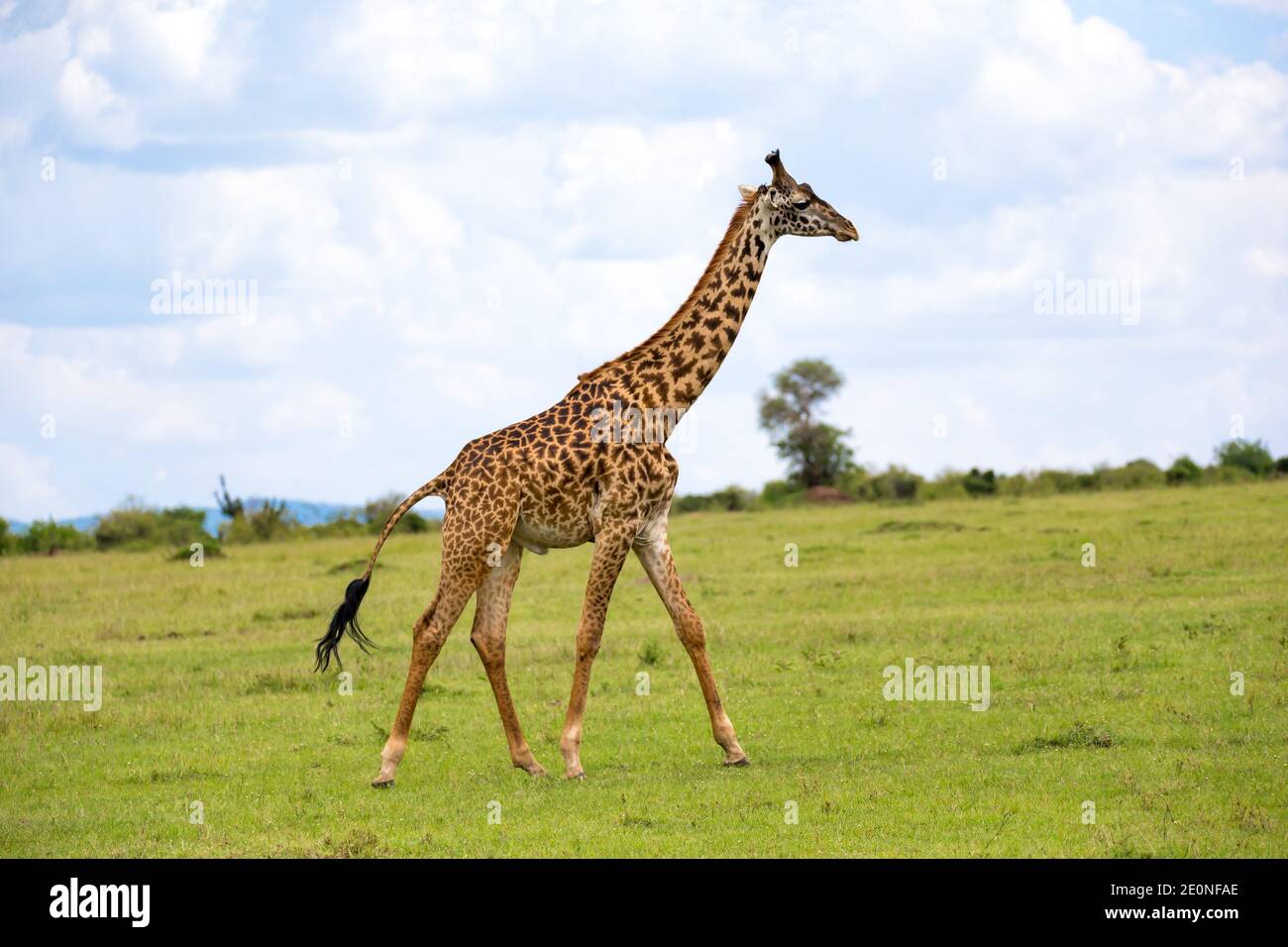A giraffes run through the grass landscape in Kenya. Stock Photo