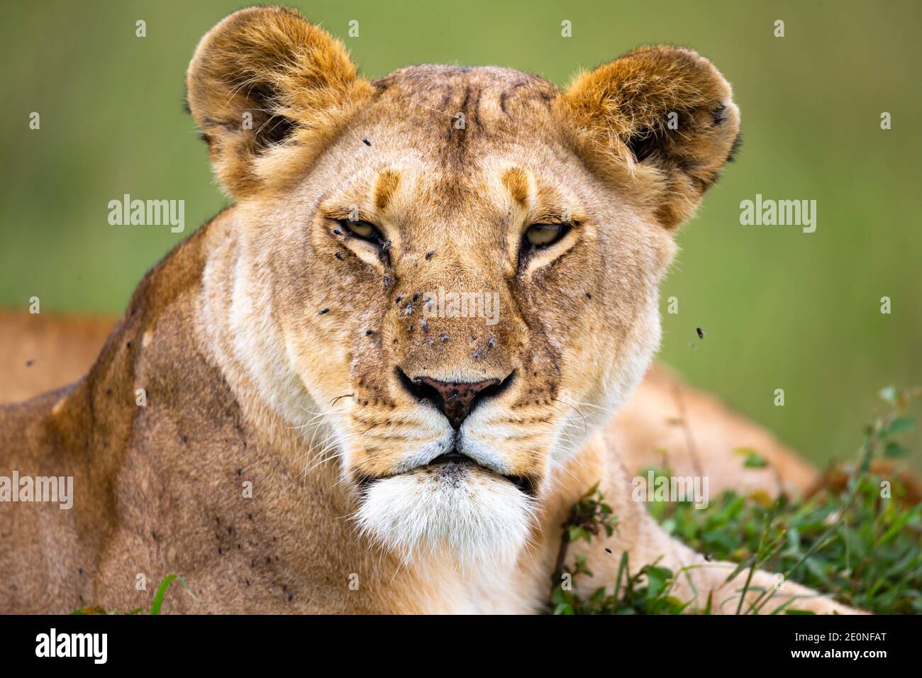 A portrait of a lioness, she lies in the grass in the savannah. Stock Photo