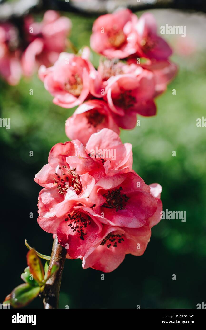 Tree bloom blossom beautiful flowers in spring season Stock Photo Alamy
