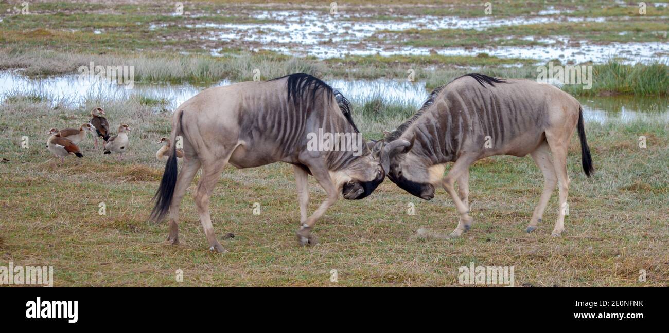 Two antelopes battle in the savannah of Kenya. Stock Photo