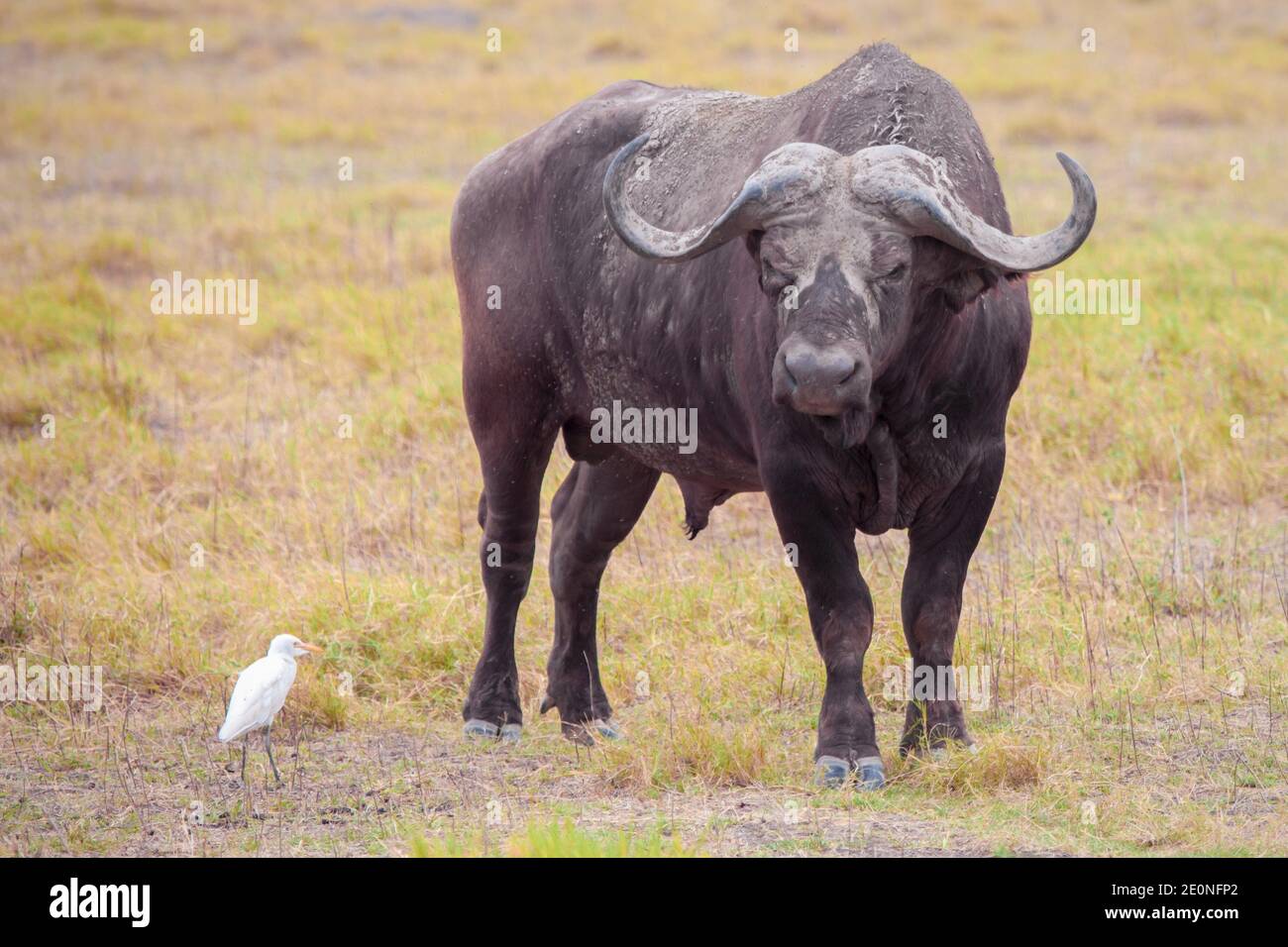 Buffalo and a white bird, on safari in Kenya. Stock Photo
