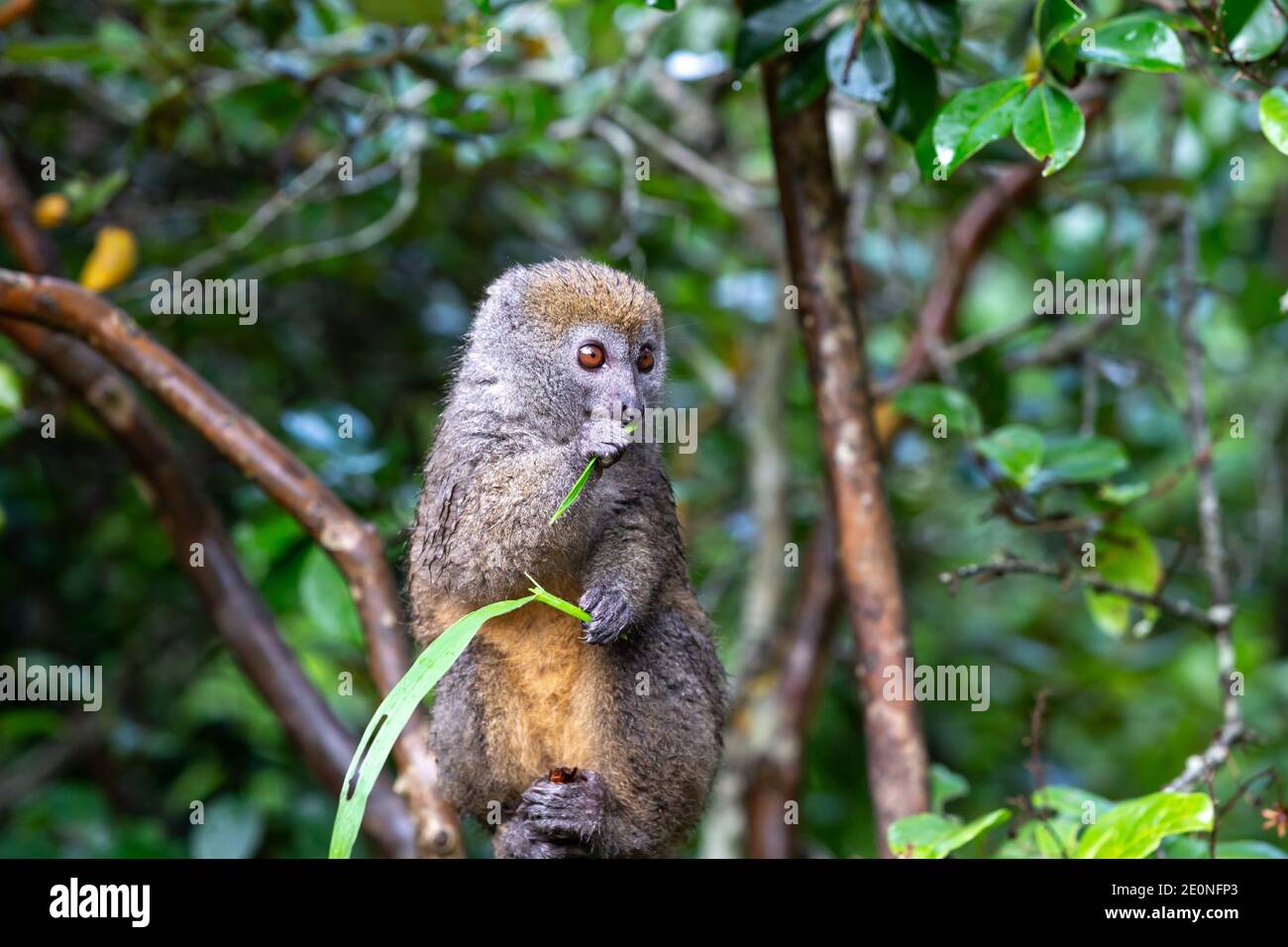 One small lemur on a branch eats on a blade of grass. Stock Photo
