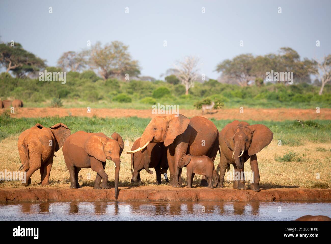 The family of red elephants at a water hole in the middle of the savannah. Stock Photo